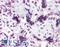 Caspase recruitment domain-containing protein 14 antibody, LS-B4697, Lifespan Biosciences, Immunohistochemistry frozen image 