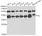 rRNA 2 -O-methyltransferase fibrillarin antibody, A13490, ABclonal Technology, Western Blot image 