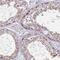 Cap Methyltransferase 2 antibody, HPA048265, Atlas Antibodies, Immunohistochemistry frozen image 