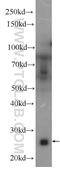 Complement C1q C Chain antibody, 16889-1-AP, Proteintech Group, Western Blot image 