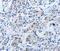 BPI Fold Containing Family B Member 3 antibody, MBS2517841, MyBioSource, Immunohistochemistry frozen image 