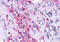 KiSS-1 receptor antibody, MBS242888, MyBioSource, Immunohistochemistry frozen image 
