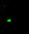 Heat shock protein beta-1 antibody, 10351-R017, Sino Biological, Western Blot image 