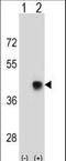 Spermatid Maturation 1 antibody, LS-C161442, Lifespan Biosciences, Western Blot image 