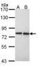 Exostosin Glycosyltransferase 2 antibody, NBP1-31814, Novus Biologicals, Western Blot image 