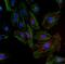 GAPDH antibody, MA5-15738-D550, Invitrogen Antibodies, Immunofluorescence image 