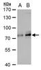 Transcription Factor 3 antibody, PA5-78190, Invitrogen Antibodies, Western Blot image 