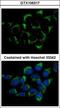 Intraflagellar Transport 74 antibody, GTX106317, GeneTex, Immunofluorescence image 