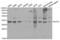 MTOR Associated Protein, LST8 Homolog antibody, abx000982, Abbexa, Western Blot image 