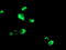 Galectin 3 Binding Protein antibody, LS-C173261, Lifespan Biosciences, Immunofluorescence image 