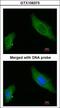 Gravin antibody, LS-B10829, Lifespan Biosciences, Immunocytochemistry image 
