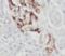 Peptidylprolyl isomerase-like 5 antibody, FNab04851, FineTest, Immunohistochemistry frozen image 