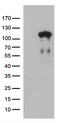 Lebercilin LCA5 antibody, LS-C793114, Lifespan Biosciences, Western Blot image 