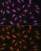 Fibroblast Growth Factor 2 antibody, GTX64354, GeneTex, Immunofluorescence image 