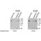 Cas9 antibody, ENZ-ABS294-0100, Enzo Life Sciences, Immunoprecipitation image 