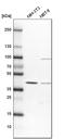 Serine And Arginine Rich Splicing Factor 5 antibody, HPA043484, Atlas Antibodies, Western Blot image 
