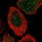 Carbohydrate sulfotransferase 15 antibody, HPA017584, Atlas Antibodies, Immunofluorescence image 