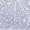 Deleted In Primary Ciliary Dyskinesia Homolog (Mouse) antibody, HPA036603, Atlas Antibodies, Immunohistochemistry frozen image 