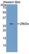 Insulin Like Growth Factor 2 Receptor antibody, LS-C294647, Lifespan Biosciences, Western Blot image 