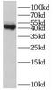 Biglycan antibody, FNab00895, FineTest, Western Blot image 