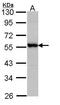 Docking protein 3 antibody, TA308614, Origene, Western Blot image 