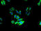 Probable G-protein coupled receptor 125 antibody, A66026-100, Epigentek, Immunofluorescence image 