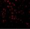 BCL2 Associated Athanogene 4 antibody, NBP1-76897, Novus Biologicals, Immunofluorescence image 