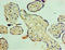 Suppressor Of Cytokine Signaling 1 antibody, A54436-100, Epigentek, Immunohistochemistry paraffin image 