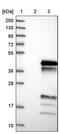 UBX Domain Protein 10 antibody, PA5-55904, Invitrogen Antibodies, Western Blot image 