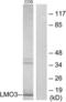 LIM Domain Only 3 antibody, LS-B9969, Lifespan Biosciences, Western Blot image 