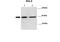Renalase, FAD Dependent Amine Oxidase antibody, ARP59612_P050, Aviva Systems Biology, Western Blot image 