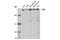 ATR Serine/Threonine Kinase antibody, 13934S, Cell Signaling Technology, Western Blot image 