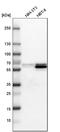 BAI1 Associated Protein 2 antibody, HPA023310, Atlas Antibodies, Western Blot image 