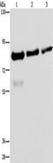 FAST Kinase Domains 2 antibody, TA349968, Origene, Western Blot image 
