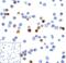 Hepatitis A Virus Cellular Receptor 2 antibody, RF16107, ProSci Inc, Immunocytochemistry image 
