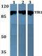 Transferrin Receptor antibody, NB100-92243, Novus Biologicals, Western Blot image 