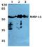 Matrix Metallopeptidase 16 antibody, A05065T583, Boster Biological Technology, Western Blot image 