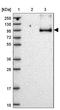 Storkhead Box 2 antibody, NBP2-30480, Novus Biologicals, Western Blot image 