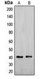 Nuclease EXOG, mitochondrial antibody, LS-C353213, Lifespan Biosciences, Western Blot image 