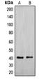 Nuclease EXOG, mitochondrial antibody, orb214946, Biorbyt, Western Blot image 
