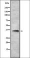 Olfactory Receptor Family 1 Subfamily E Member 2 antibody, orb336425, Biorbyt, Western Blot image 