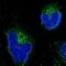 Hyaluronan and proteoglycan link protein 1 antibody, PA5-53925, Invitrogen Antibodies, Immunofluorescence image 