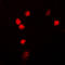 Zinc Finger C3HC-Type Containing 1 antibody, LS-C368553, Lifespan Biosciences, Immunofluorescence image 