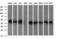 Ciliogenesis Associated TTC17 Interacting Protein antibody, M14789, Boster Biological Technology, Western Blot image 