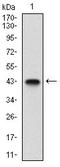 Left-Right Determination Factor 2 antibody, orb330221, Biorbyt, Western Blot image 