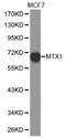 Metaxin 1 antibody, MBS127065, MyBioSource, Western Blot image 