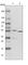Potassium Channel Tetramerization Domain Containing 20 antibody, HPA030092, Atlas Antibodies, Western Blot image 