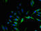 Glutathione Peroxidase 8 (Putative) antibody, LS-C397837, Lifespan Biosciences, Immunofluorescence image 