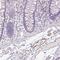 AL592183.1 antibody, HPA049380, Atlas Antibodies, Immunohistochemistry frozen image 