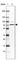 Solute Carrier Family 44 Member 3 antibody, HPA047433, Atlas Antibodies, Western Blot image 